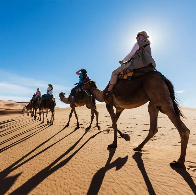 Wildlife Explorations